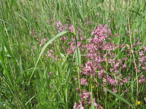 Echte koekoeksbloem